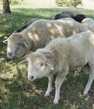 Owieczki - Zuzia i Piękna