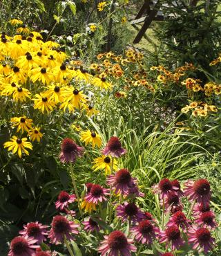 Kolorowy ogród kwiatowy
