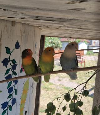 Kolorowe papużki