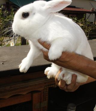 Biały królik