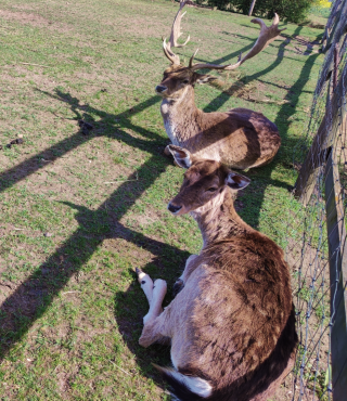 Daniele w Bajkowej zagrodzie