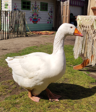 Dostojna gąska biała