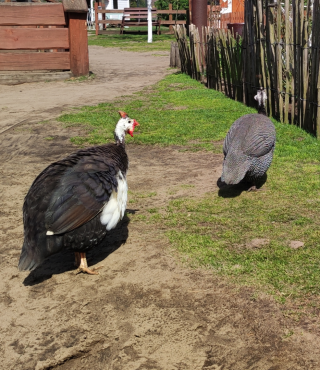 Zwierzęta, duże i małe