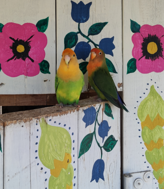 Nierozłączki z Gustorii