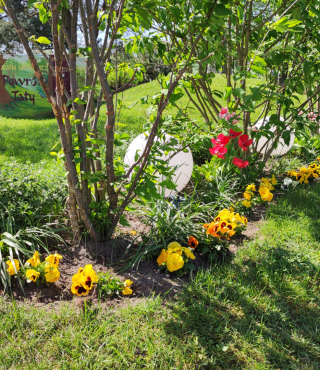 Kwitnące barwne grządki