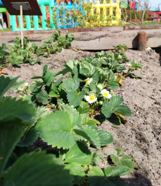 Tradycyjna i naturalna uprawa roślin