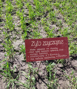 Ścieżka edukacyjna - zboża