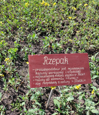 Ścieżka edukacyjna - zboża