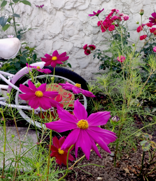 Urzekające kolorami grządki 