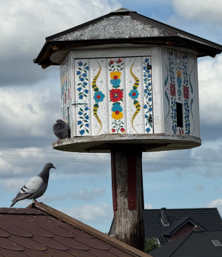 Nowi mieszkańcy - gołębie