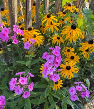 Barwne kompozycje roślin