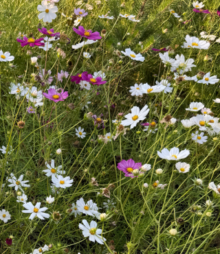 Kolorowe grządki kwiatów