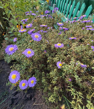 Kolorowe kompozycje kwiatów