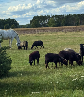 Piękno natury w Gustorii