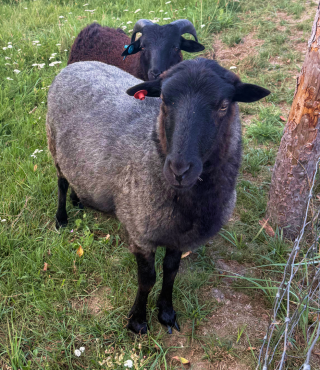 Owieczki w Bajkowej Zagrodzie