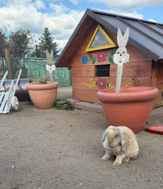 Kolorowe domki zwierząt