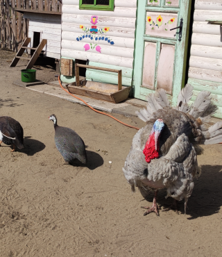 Indyki z Bajkowej zagrody