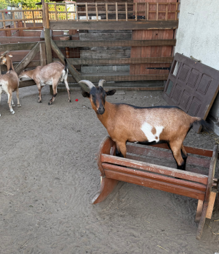 Psotne zabawy kózek