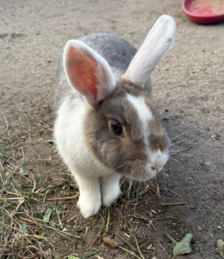 Króliki w Bajkowej zagrodzie