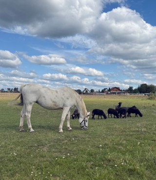 Piękno Bajkowej Zagrody