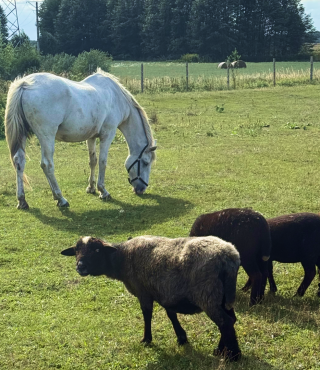 Owieczki na łonie natury