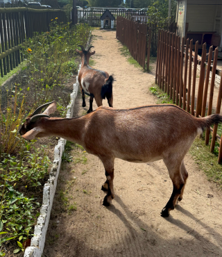 Psotne i ciekawskie zwierzęta