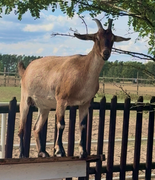 Małe kózki, wielkie psoty