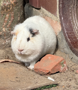 Świnki morskie w Gustorii