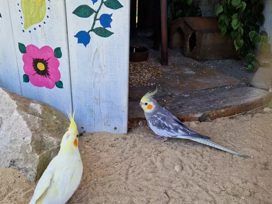 Kolorowe papugi w Parku bajek